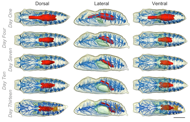 Illustration for article titled 3-D Imaging Shows a Caterpillar Becoming a Butterfly